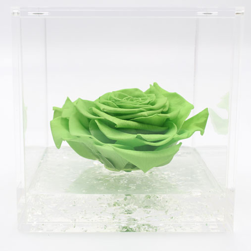 Rosa stabilizzata verde flowercube