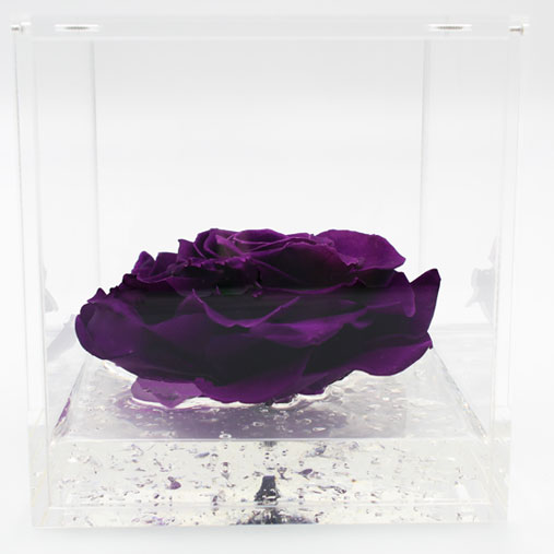 Rosa stabilizzata viola flowercube