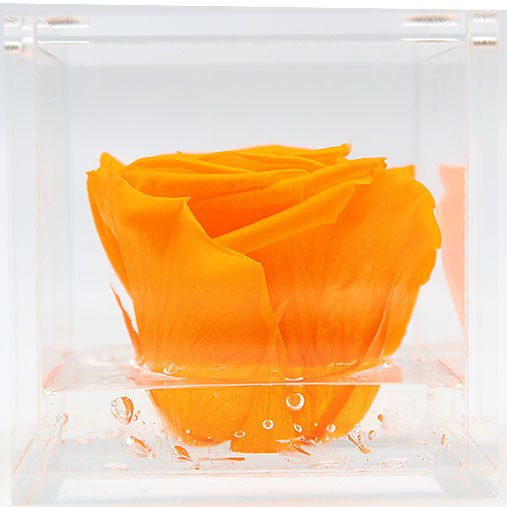 Rosa stabilizzata flowercube arancio