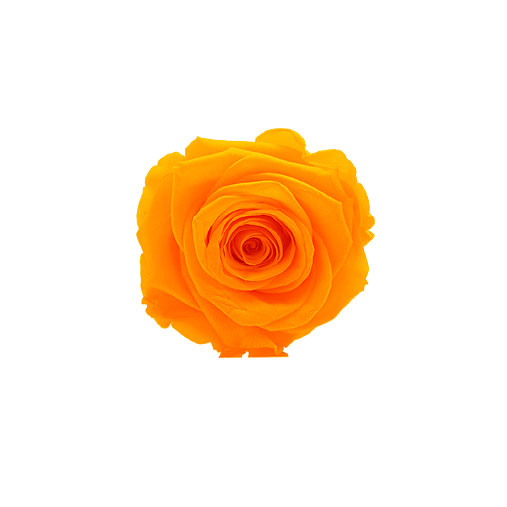 Rosa stabilizzata flowercube arancio