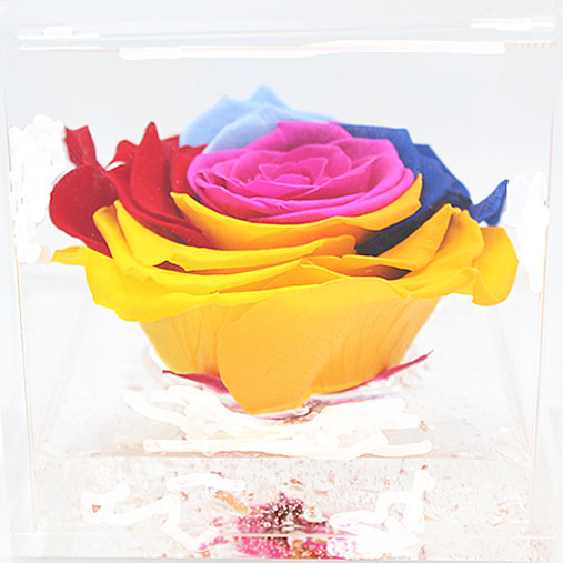 Rosa stabilizzata flowercube arcobaleno