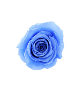 Rosa stabilizzata flowercube azzurro