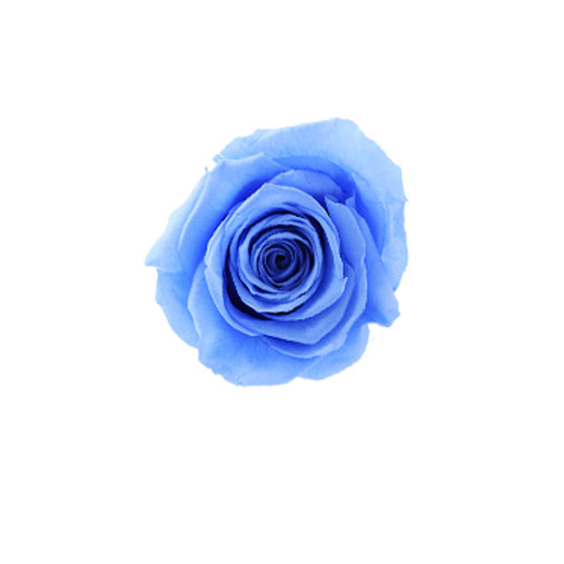 Rosa stabilizzata flowercube azzurro