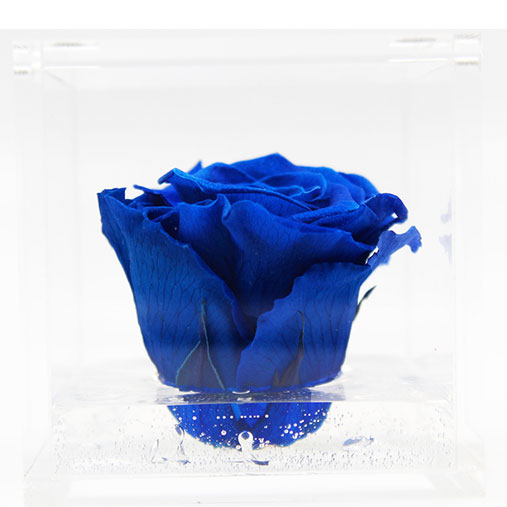 Rosa stabilizzata flowercube blu