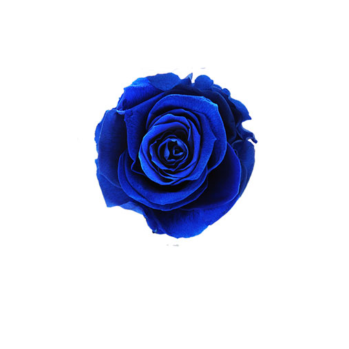Rosa stabilizzata flowercube blu