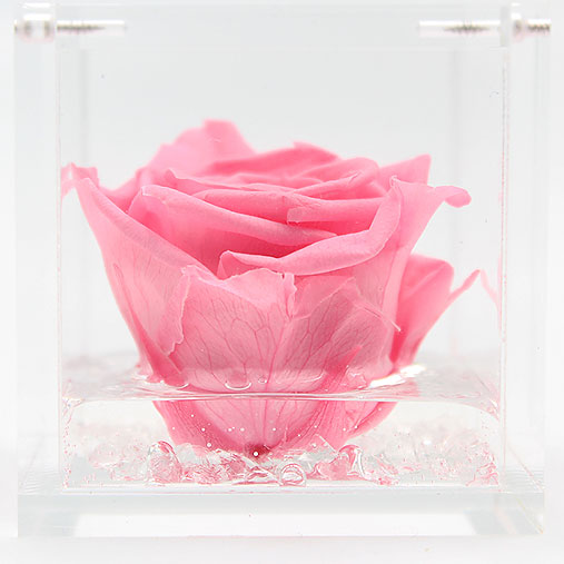Rosa stabilizzata flowercube rosa
