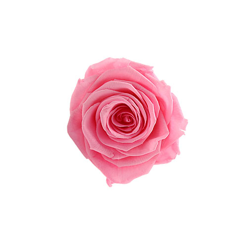 Rosa stabilizzata flowercube rosa