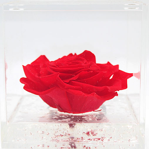 Rosa stabilizzata flowercube rosso