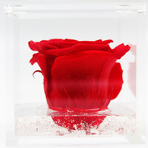 Rosa stabilizzata flowercube rosso