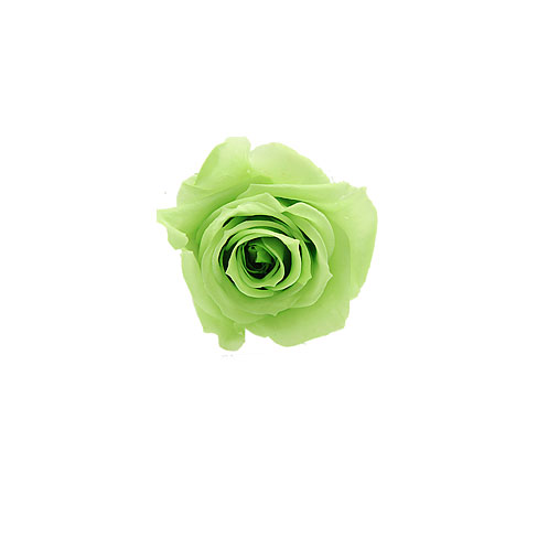 Rosa stabilizzata flowercube verde