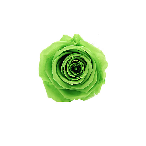Rosa stabilizzata flowercube verde