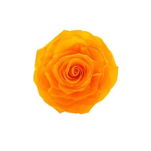 Rosa stabilizzata arancione flowercube