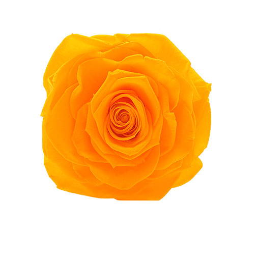 Rosa stabilizzata arancione flowercube