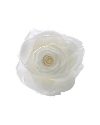 Rosa stabilizzata bianca flowercube