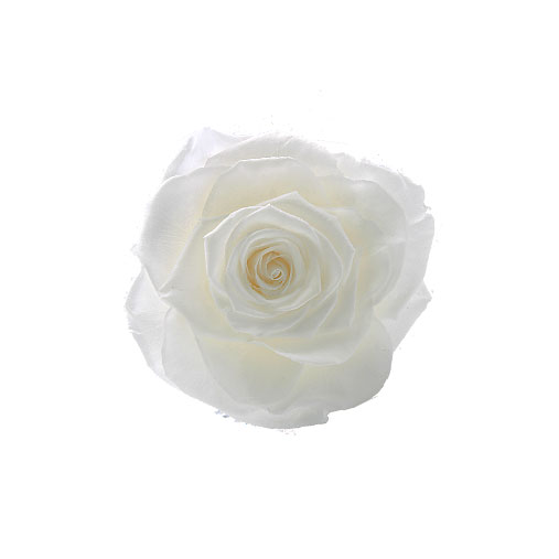 Rosa stabilizzata bianca flowercube