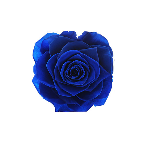 Rosa stabilizzata blu flowercube