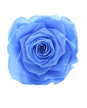 Rosa stabilizzata celeste flowercube