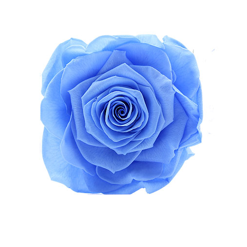Rosa stabilizzata celeste flowercube