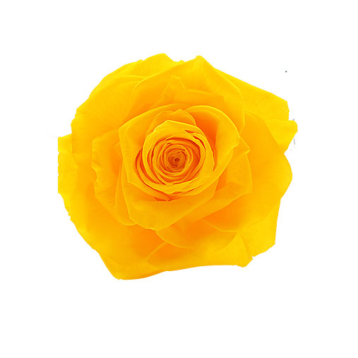 Rosa stabilizzata gialla flowercube