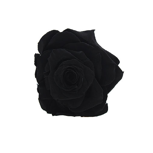 Rosa stabilizzata nera flowercube