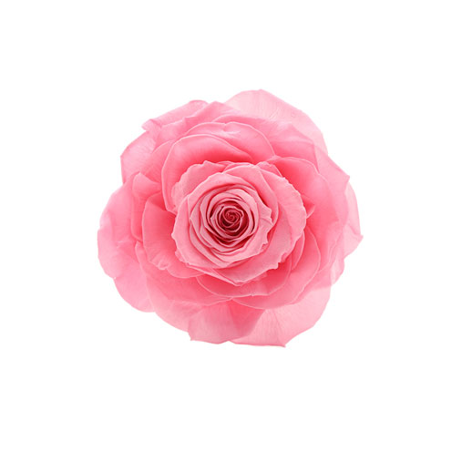 Rosa stabilizzata rosa flowercube
