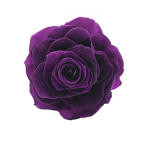 Rosa stabilizzata viola flowercube