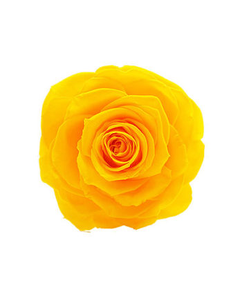 Rosa stabilizzata flowercube gialla