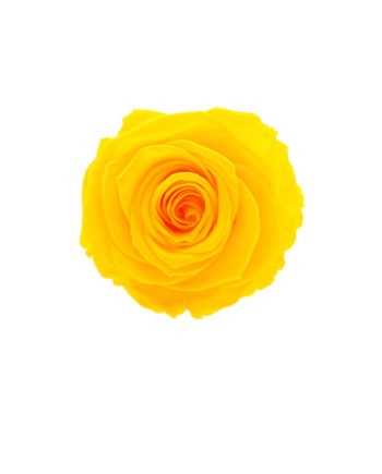 Rosa stabilizzata flowercube gialla