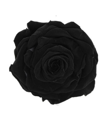 Rosa stabilizzata flowercube nero