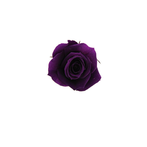 Rosa stabilizzata flowercube viola