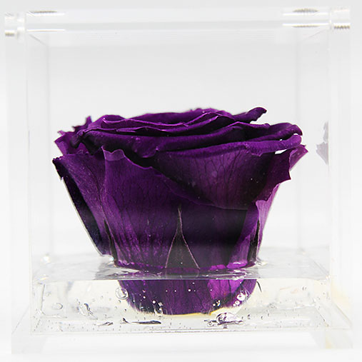 Rosa stabilizzata flowercube viola